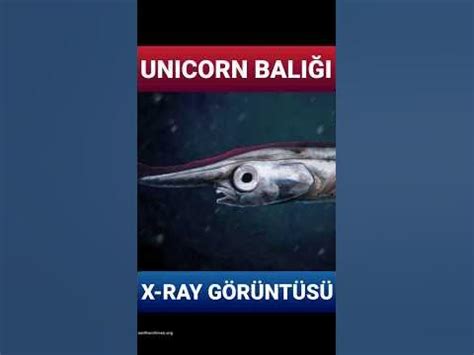  İstiophor Trematodu!  Bir Denizlerin Gizemli Konukları: İstiophorlar Nasıl Yaşar?