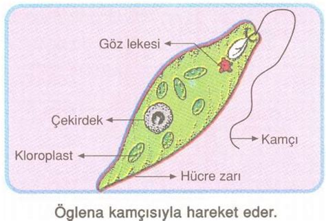  Paramecium:  Bu Çok Yüzlü Mikroorganizma Hem Bir Tüccar Hem de Bir Dansçı mı?