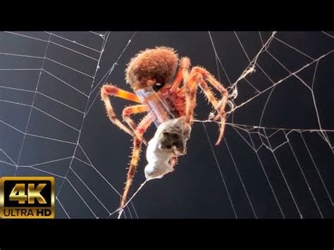  Quagga Spider: Bu Sıradışı Avını Nasıl Yakalıyor?