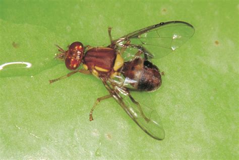  Queensland Fruit Fly'nin Olağanüstü Göç Yolu: Renkli Kanatlarıyla Meyveleri Fetheden Küçük Bir Kahraman