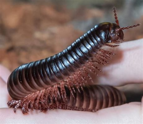  Woody Millipede!  These Fascinating Creatures Are Masters of Decomposition and Exhibit Remarkable Regenerative Abilities