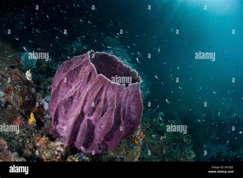  Xenospongia!  Bir Deniz Yıldızıyla Dans Eden Kendi Kendine Beslenen Bir Sünger