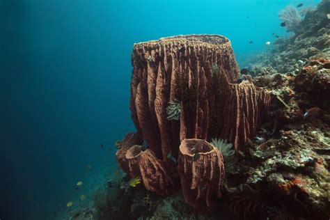  Barrel Sponge: İnceleme Altında! Denizlerin Gizemli Süngerleri İçin Bir Yolculuk!