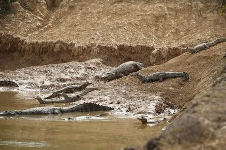  Caiman! Suyu Sever, Güneşi de Çıkaracak Kadar Sevgiyle Karşılar