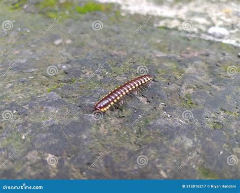  Diplopoda, Sürüngenlerin Yılan Gibi Kaymasıyla Bilinen Çok Bacaklı Hayvanlar!