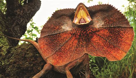  Frill-Necked Lizard: Explore the Wonders of This Ancient Creature With an Astonishing Neck Frill That Can Rise Up Like a Majestic Crown!