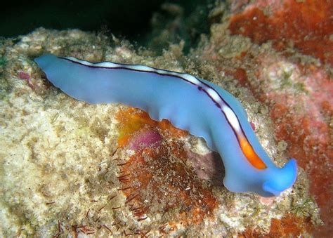  Jeaniod!  The Tiny Flatworm That Might Just Be Your New Best Friend (If You're Really Small)