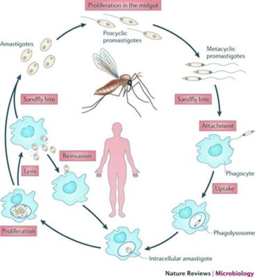  Leishmania: Bir Hücresel Canavar mı, Yoksa Zararsız Bir Misafir mi?