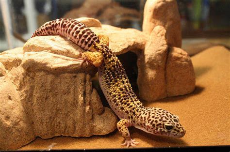  Leopard Gecko'ları: Yuva Yapıcı Evcil Hayvanlar mı?