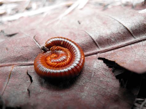  Queensland Millipede: Discover This Tiny Underground Architect with a Taste for Decay