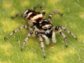  Questing Spider: This Tiny Arthropod Might Surprise You With Its Remarkable Hunting Strategies!