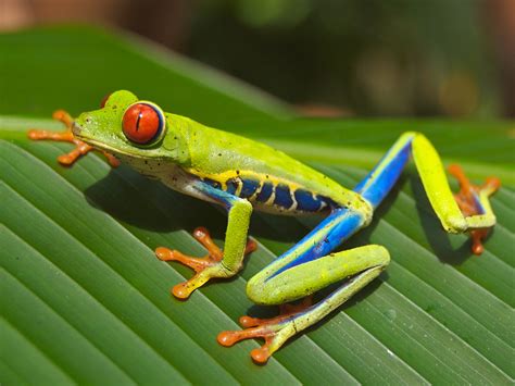  Red-Eyed Tree Frog: Can This Arboreal Amphibian With Vivid Eyes Really See in Color?