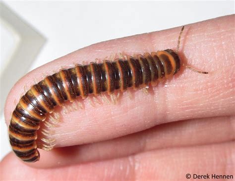  Umbrella Millipedes: Can You Handle These Exquisitely Segmented Earth Dwellers?