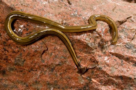  Wanderlust Worm: Discover the Enchanting Dance of a Free-Living Flatworm!