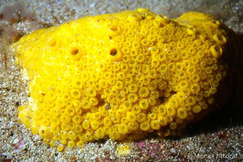  Yellow Boring Sponge: Discover the Unassuming Master of Marine Filtration!